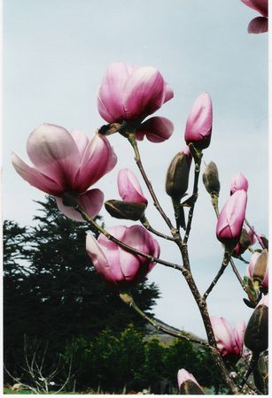 Magnolia Serene